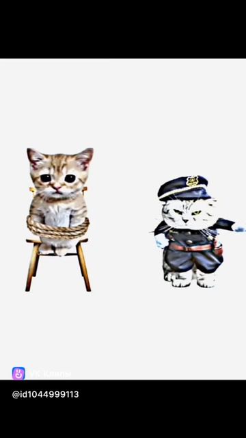 вдруг его замечает кот