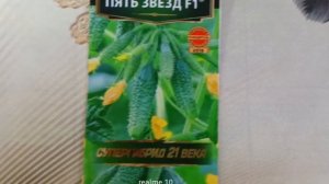 Огурец «Пять звезд F1» — супергибрид 21 века с рекордной урожайностью