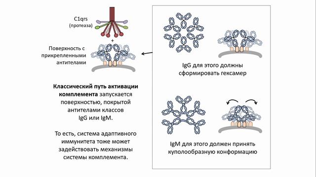 Система комплемента смотреть онлайн