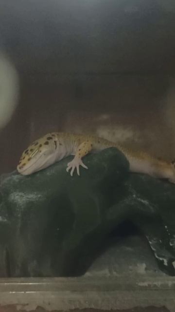 Милота от юных эублефаров. 22 ноября 2025 г. смотреть онлайн