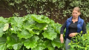 Дармера - самое большое растение в моем саду