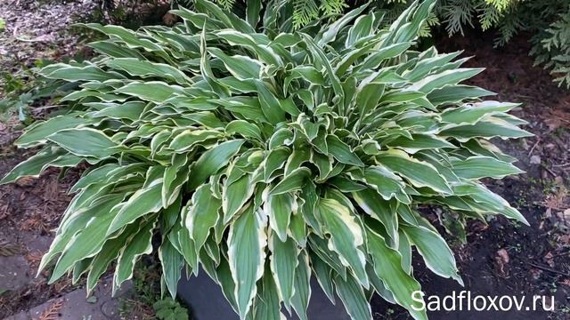 Хоста Stiletto (Стилетто) в моем саду