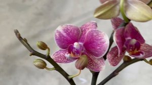 Орхидеи в Лемана Про. 22 ноября. Пенза