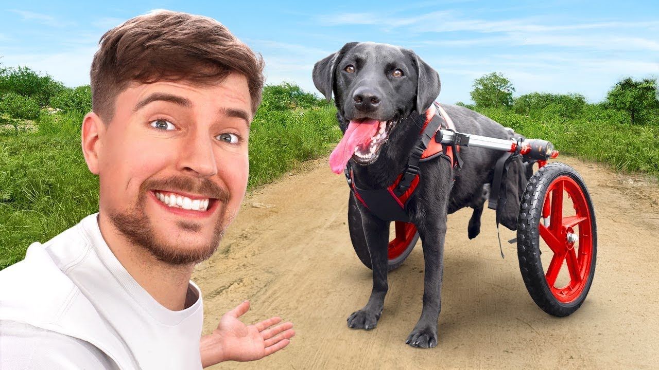 Мы Помогли Парализованным Собакам Снова Бежать смотреть онлайн
