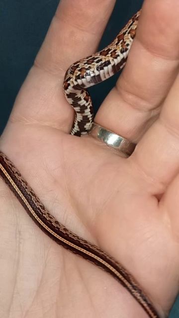 Малыш номер ШЕСТЬ из первой кладки. Продаётся! 14 ноября 2025 г. смотреть онлайн