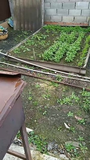 23.11 СВОЯ ЗЕЛЕНЬ В  НОЯБРЕ
СОБИРАЮ УРОЖАЙ