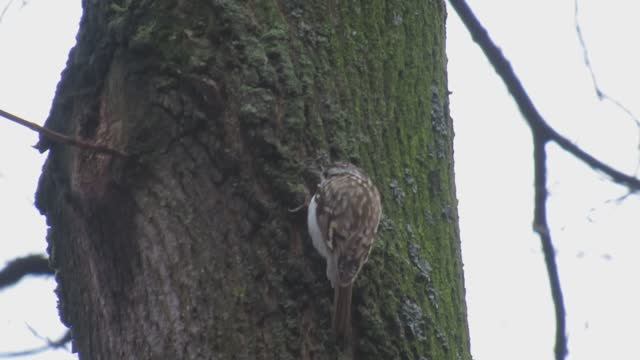 Пищуха. Маленькая птичка пищуха крупным планом смотреть онлайн