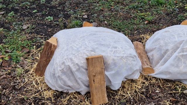 Малина в зиму