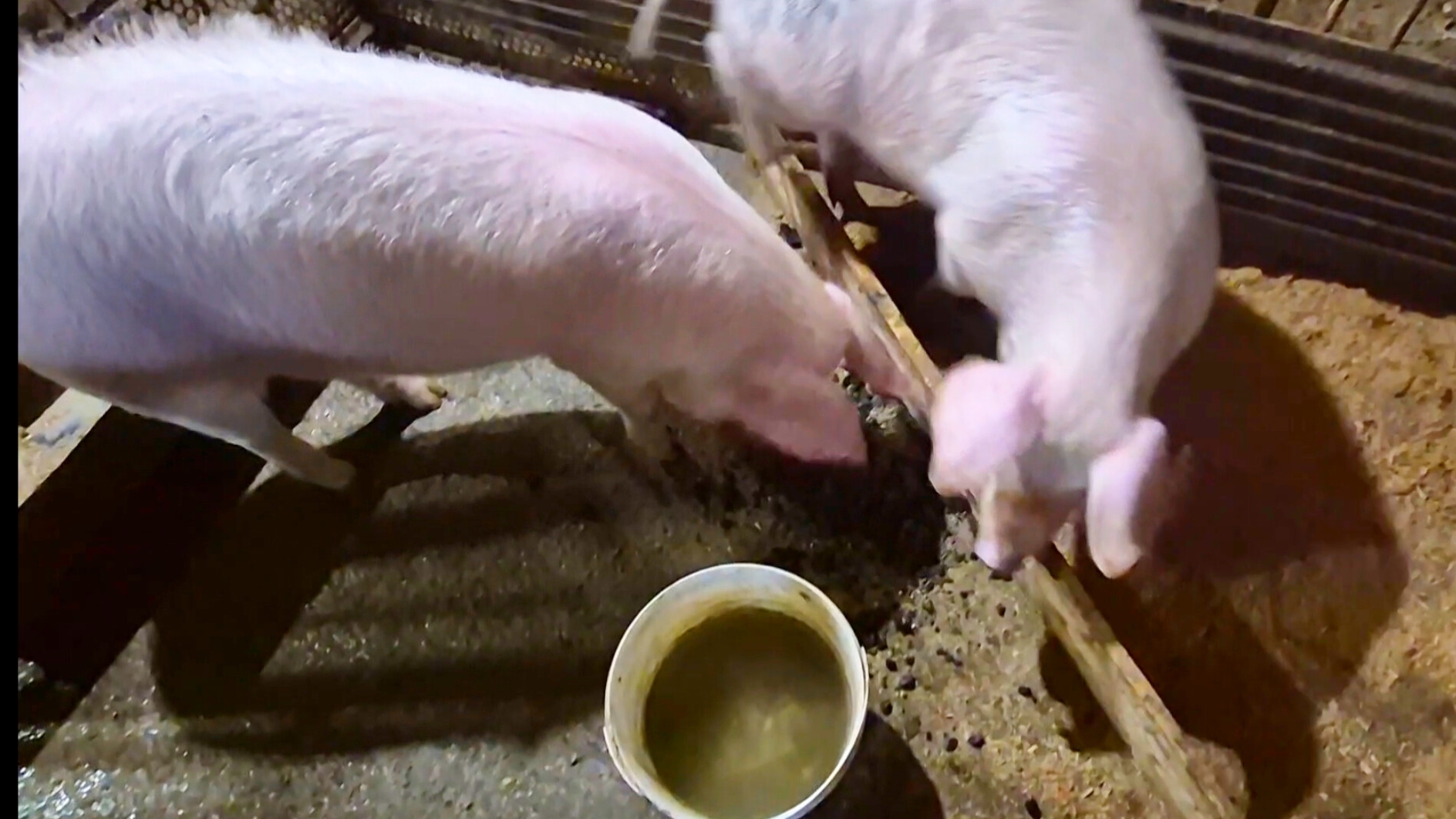 Жизнь на Алтае,Свинье стало легче,пришёл пораньше и начал сразу бесить,Мое хозяйство смотреть онлайн