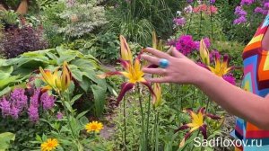 Яркий лилейник спайдер Velvet Ribbons (Вельвет Риббонс) в моем саду