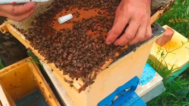 Мощь Бакфаст в шестирамочниках смотреть онлайн