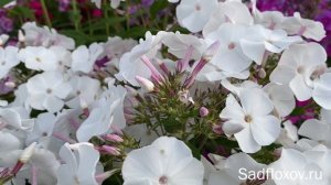 Белый флокс Безмолвие, моей селекции