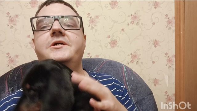 Обо всем болталка и про мою новую собаку Такса смотреть онлайн