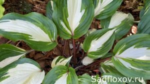 Хоста с красными черешками Распберри Сандей (Ruspberry Sundae) в моем саду