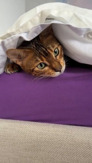 А ваша кошка любит когда кровать заправлена чистым постельным бельем? Наша Синди обожает ! #питомец