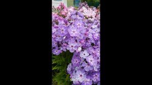 Самый недооцененный флокс Памяти Ритули