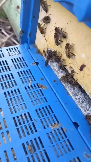 Ура весна пчёлы массово несут пыльцу #шортс #shorts #пчеловодство #пчелы #мед #бакфаст #пасека смотреть онлайн