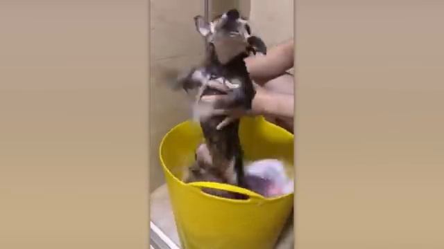 ПРИКОЛЫ С ЖИВОТНЫМИ ДО СЛЕЗ №5 #Смешные животные #Юмор #Приколы с животными смотреть онлайн