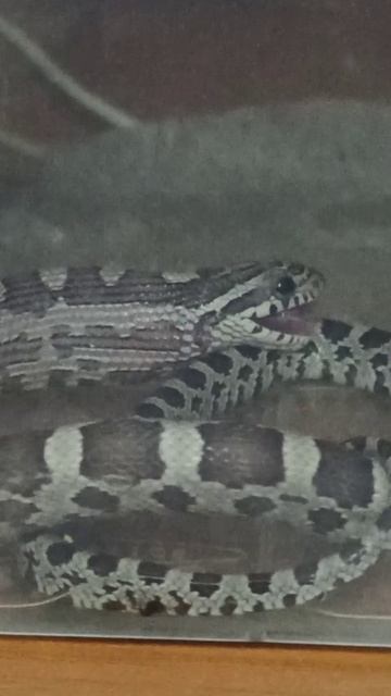 Номер ЧЕТЫРЕ доедает... смотреть онлайн