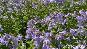 Колокольчик молочноцветковый Причардс Вариети