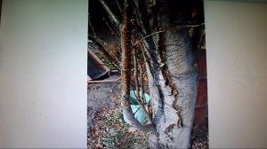 В. Железов_ _Новое садоводство для дачников и школьных учителей будущей России_ №2