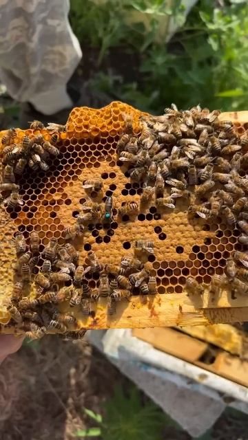 Маточки Карника #сибирь #карника #шортс #shorts #пчёлы #мёд #пчеловодство #пасека #пчелы #бакфаст смотреть онлайн