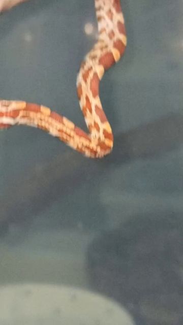 Малыш маисового полоза номер ДВА из первой кладки. Продаётся! 14 ноября 2025 г. смотреть онлайн