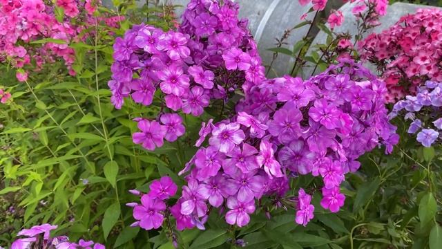 Дымчатый флокс Серебристая Паутинка, моей селекции смотреть онлайн