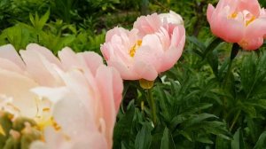 Цветение пиона Коралл Чарм в моем саду