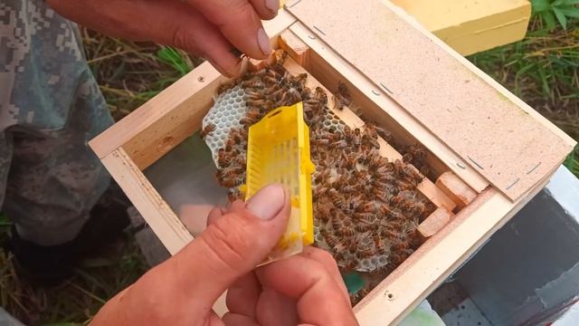 Отбор маток из ЕВК нуклеусов смотреть онлайн