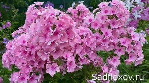 Флокс Романтика селекции Константиновой Е.А.