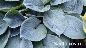 Моя самая любимая хоста Биг Дэдди