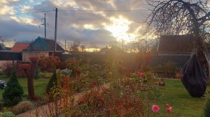 Унылый ноябрь порадовал погодой и сразу на  даче нашлась работа🍁🙂#дачныехлопоты