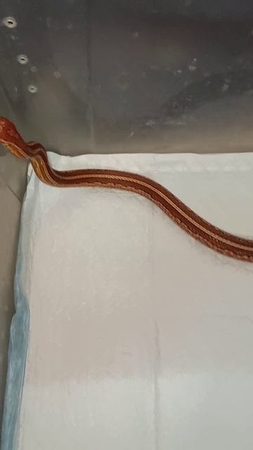 Катриель. 21 ноября 2025 г. смотреть онлайн