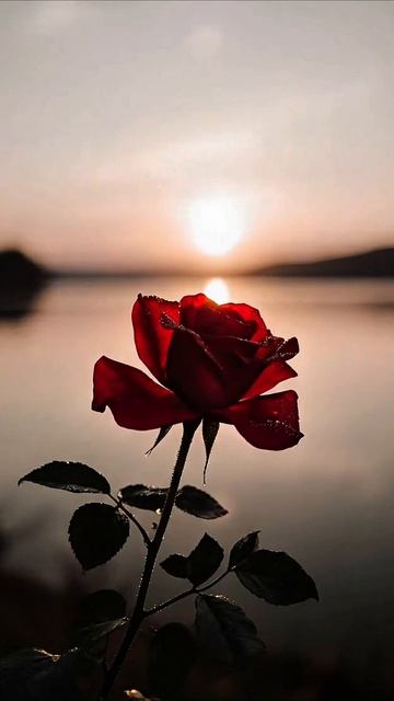 Роза.Релакс. смотреть онлайн