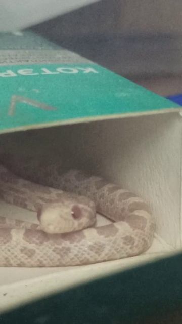 Малыш маисового полоза номер ПЯТЬ из второй кладки. 14 ноября 2025 г. смотреть онлайн