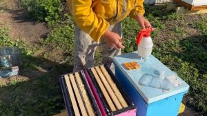 Эксперимент с трёхрамочником, литром пчелы и маточкой Бакфаст