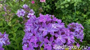 Знаменитый флокс Гордость России, селекции Ю.А. Репрева