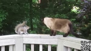 ДРАКИ КОТОВ С ЖИВОТНЫМИ