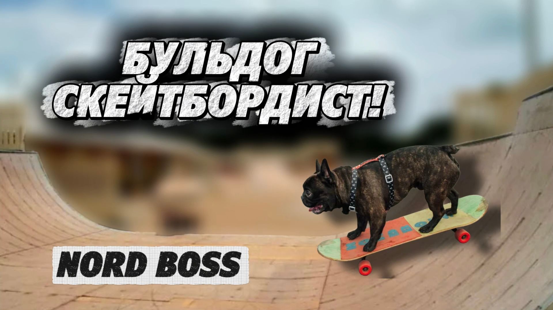 САМЫЙ ИЗВЕСТНЫЙ ФРАНЦУЗСКИЙ БУЛЬДОГ! NORD BOSS