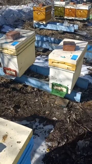 Весна в Сибири, Новинки в пчеловодстве #бакфаст #шортс #shorts #пчёлы #мёд #пчеловодство #пасека смотреть онлайн