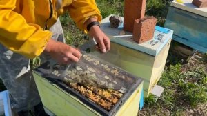 Инструкция по подсадке плодных маток