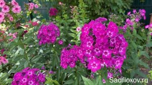 Флокс Катя (Katja), иностранной селекции