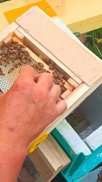 Отбор маток из ЕВК нуклеусов #сибирь #бакфаст #шортс #shorts #пчёлы #мёд #пчеловодство #пасека смотреть онлайн