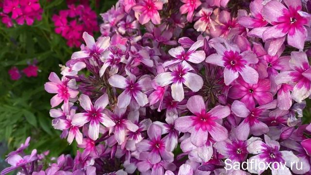 Дымчатый флокс Хоровод, моей селекции смотреть онлайн