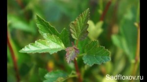 Пузыреплодник- лучший кустарник для вашего сада!