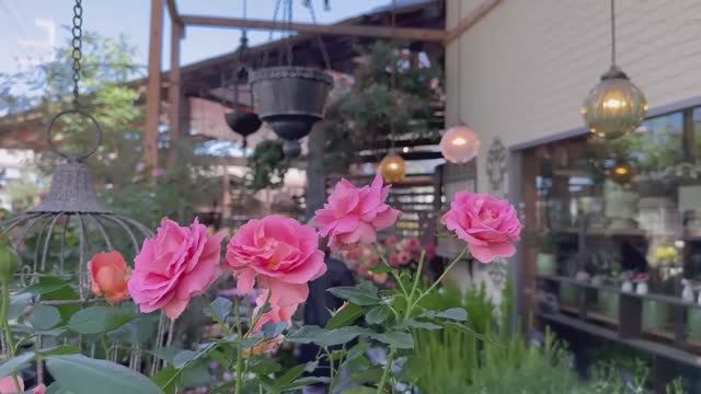 САДЫ ЯПОНИИ ЗНАМЕНИТЫЙ МИНИ-САД В ИЗВЕСТНОМ ЦВЕТОЧНОМ МАГАЗИНЕ КАНЕХИСА 2025 смотреть онлайн