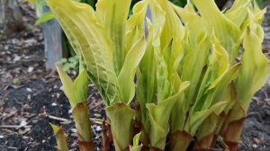 Хоста Денсинг Куин - самая красивая хоста в мае