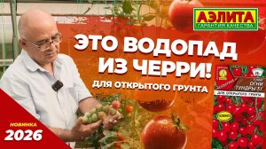 ЧЕРРИ-ТОМАТ для ОТКРЫТОГО ГРУНТА - ОГНИ ТУНДРЫ F1 - новинка 2026!