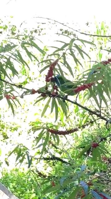 Бородастик роскошный смотреть онлайн